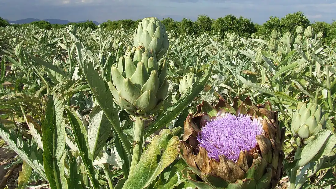 A field of artichokes in the Valencian huerta in spring, one head in purple flower, with orange groves and hills in the distance