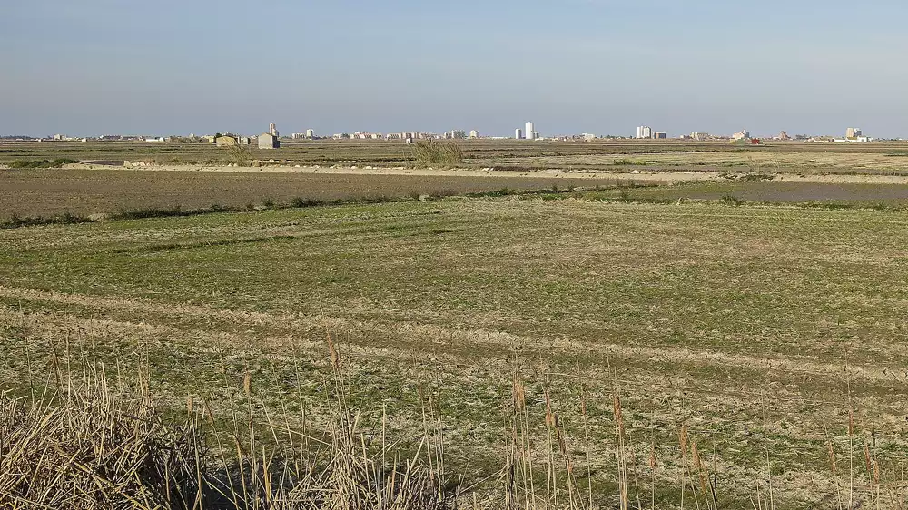 Rizières plates près de Sueca s'étendant jusqu'à une ligne basse de bâtiments à l'horizon sous un ciel bleu pâle