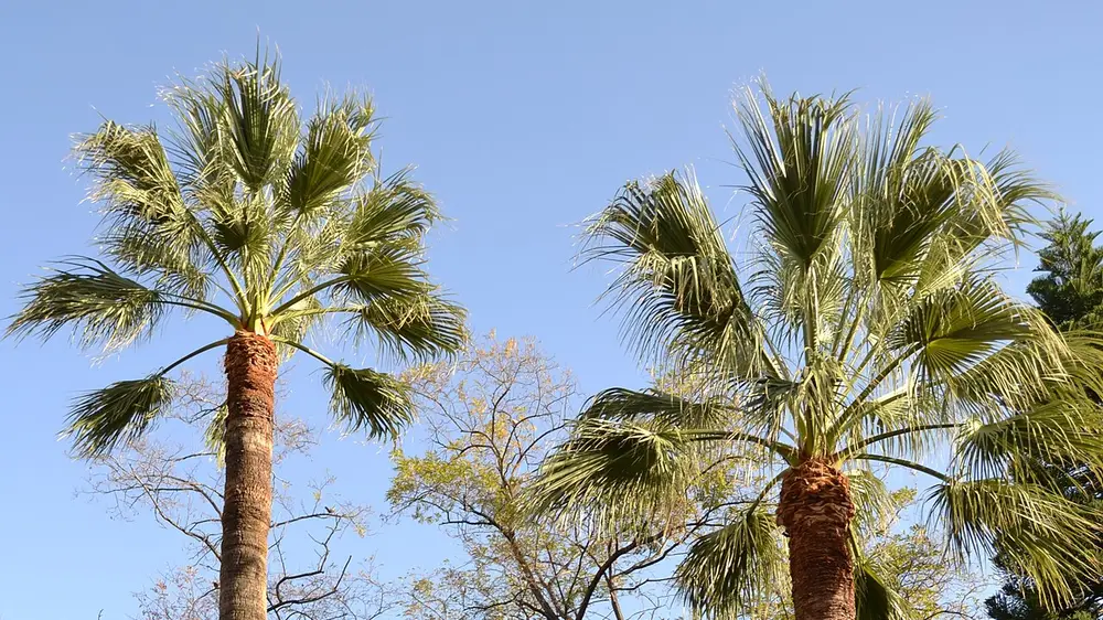 Dos altas palmeras Washingtonia elevándose sobre los árboles dentro del jardín amurallado del Jardí d'Aiora en Valencia
