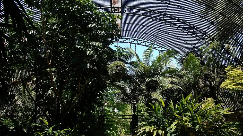 Palmen en tropisch groen onder het gebogen dak van ijzer en gaas van de umbracle in de botanische tuin van Valencia