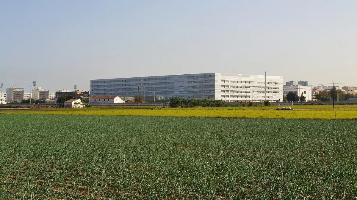 Un champ d'oignons dans la huerta de Valencia avec un bâtiment universitaire juste derrière