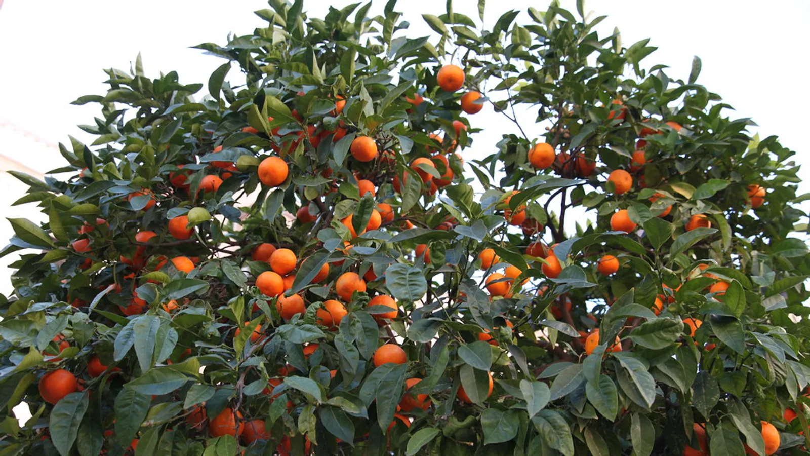 Un oranger charge de fruits a Carcaixent, la ville valencienne ou la culture commerciale des agrumes a commence en 1781.