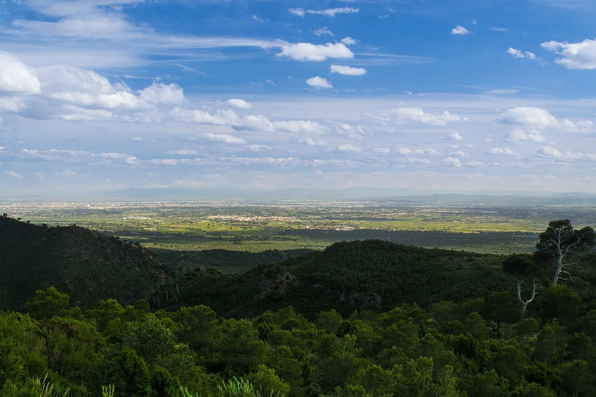 Bosque de pinos de la Serra Calderona con vistas a la huerta de Valencia