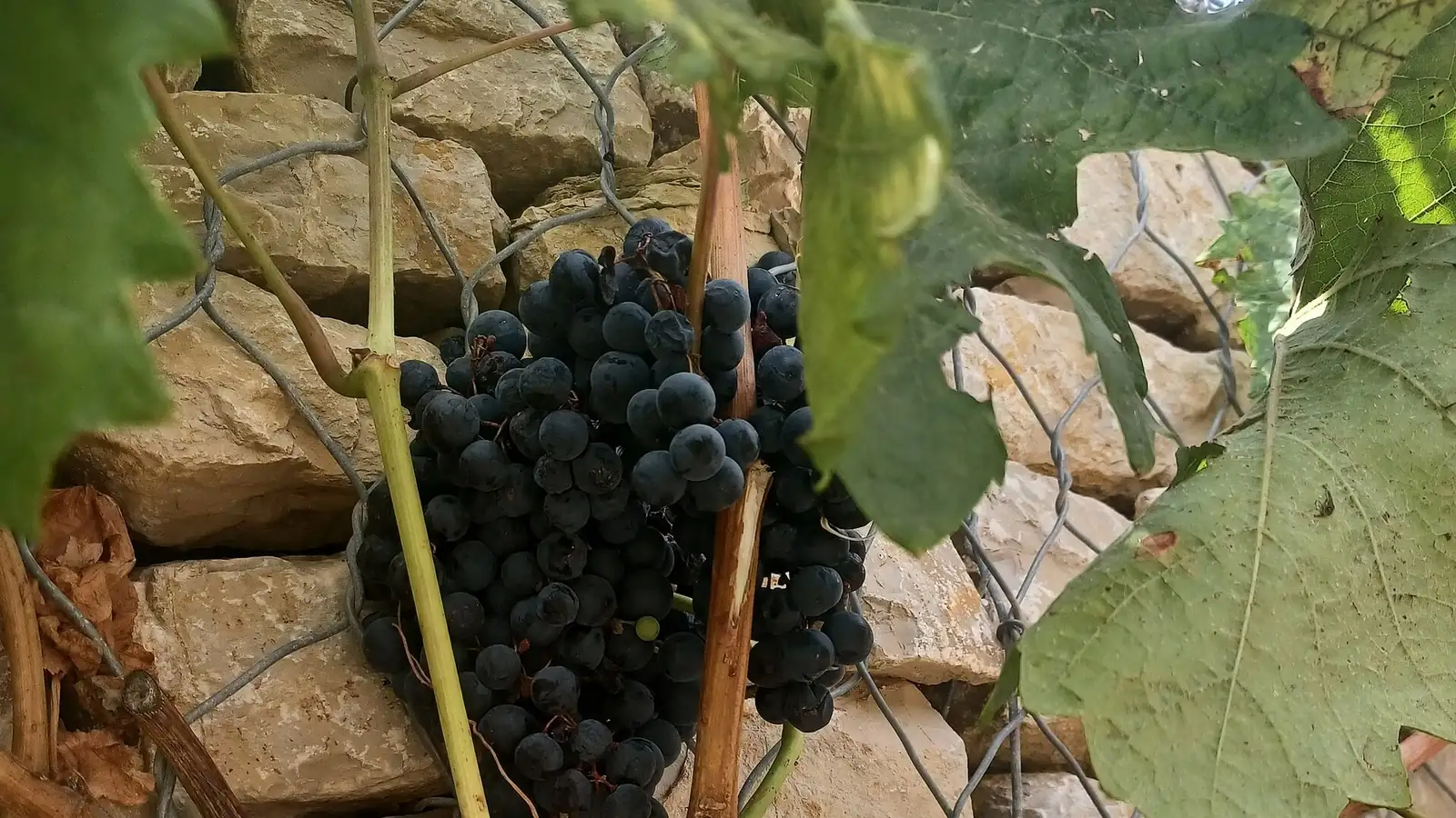 A heavy cluster of dark Bobal-type grapes ripening on an old bush vine against a dry-stone wall at a winery in Requena
