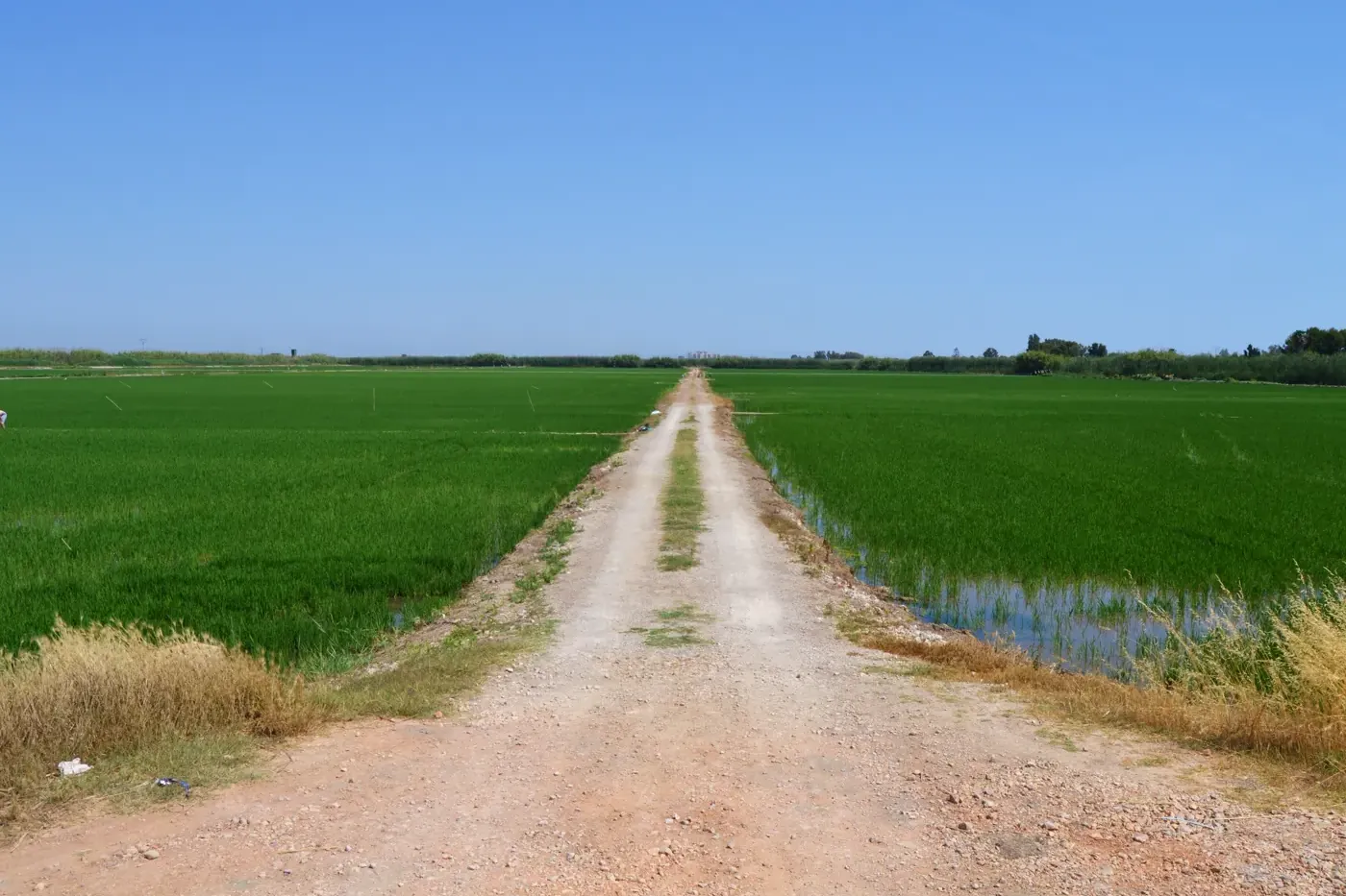 A track between green rice fields at El Palmar in the Albufera, near Valencia