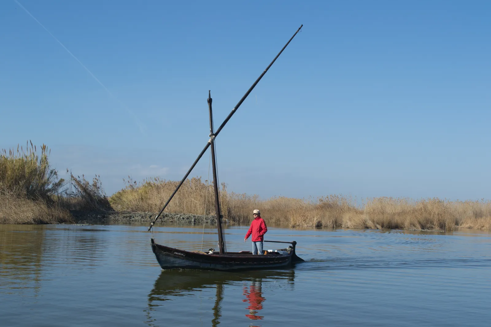 Une barque traditionnelle albuferenc, mât incliné, traverse la lagune de l'Albufera devant un rideau de roseaux