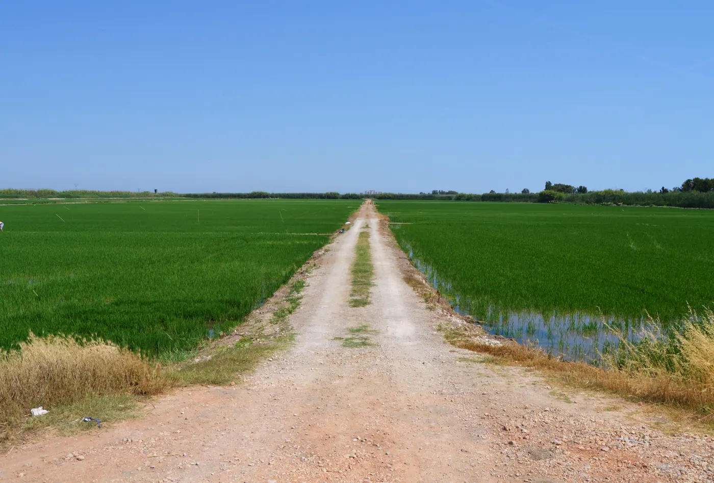 Un chemin de terre entre des rizières inondées de jeune riz vert près d'El Palmar