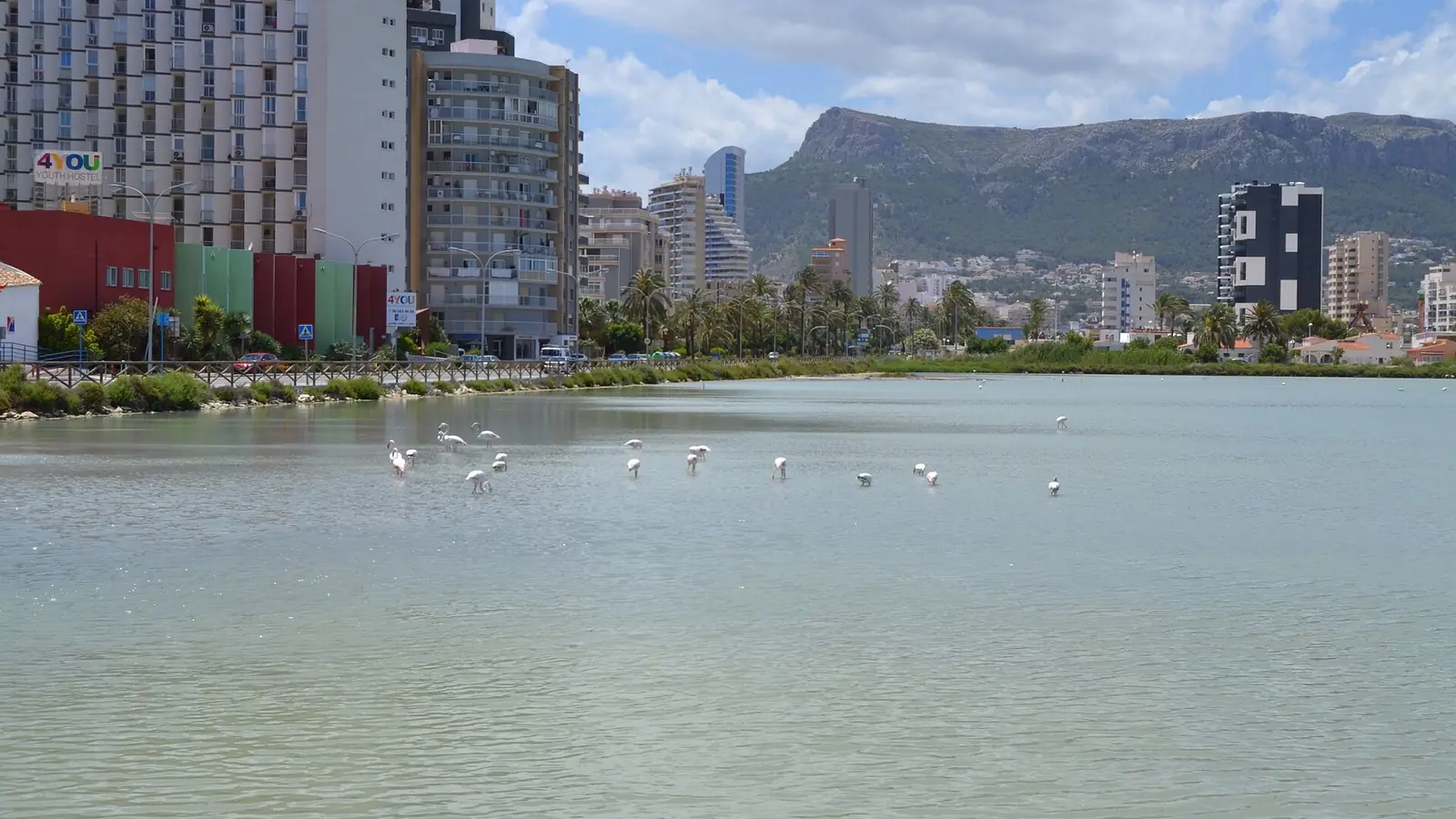 Des flamants roses dans les Salines de Calp, avec des immeubles et des palmiers sur la rive et une montagne au fond