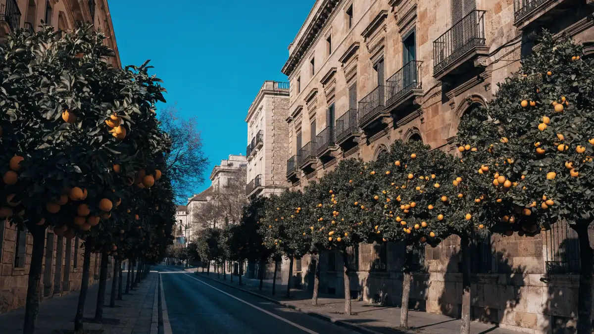 Orangers chargés de fruits dans une rue ensoleillée de Valencia en hiver