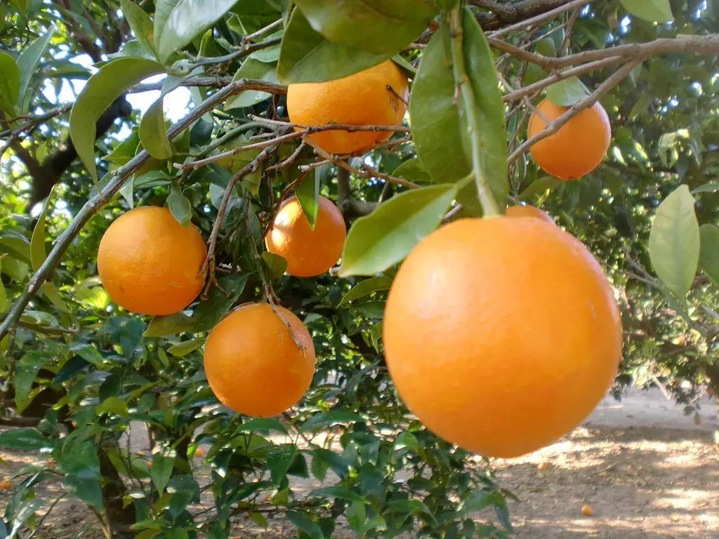 Oranges mûres sur un arbre dans une orangeraie de Valencia