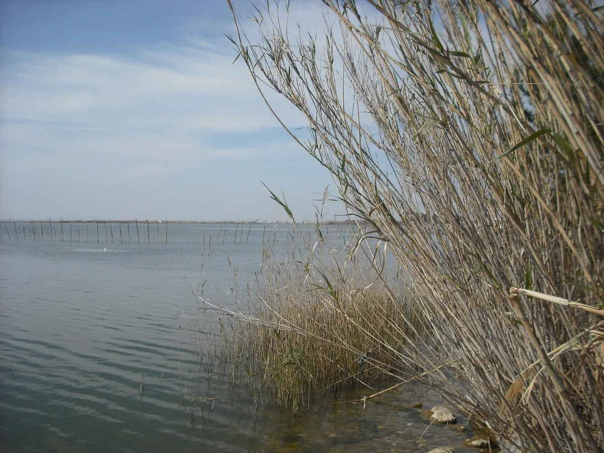 El lago de la Albufera visto desde la sede de la Comunidad de Pescadores de El Palmar