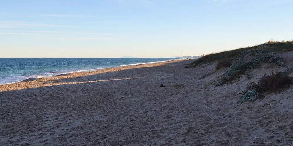Una duna de arena sobre la Platja de la Brava, en la Devesa del Saler
