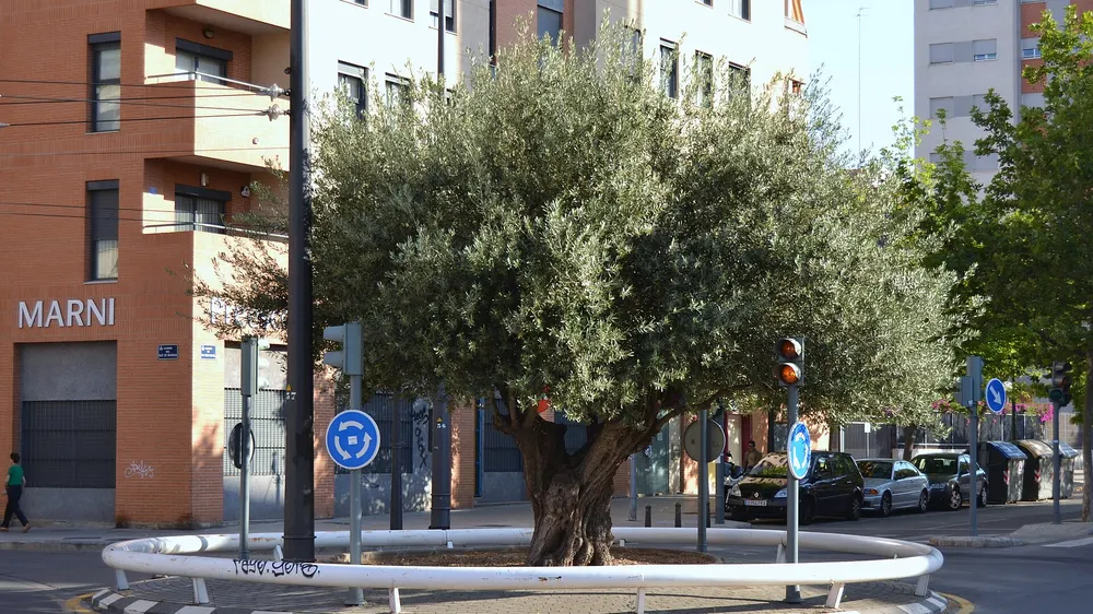 Un vieil olivier sur un rond-point entre la Carrer del Duc de Mandas et la Carrer de Sant Vicent de Paül, devant des immeubles en brique des années 1990, à Sant Llorenç, Valencia