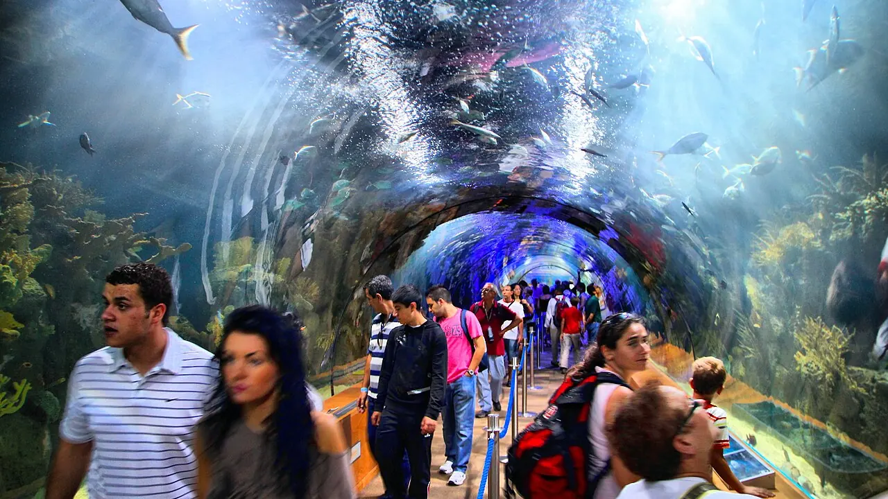 Bezoekers lopen door een onderwatertunnel in het Oceanogràfic, met vissen die boven hen zwemmen
