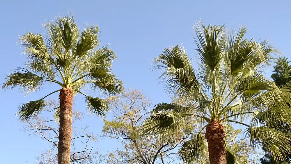 Palm trees in the Jardins d'Aiora, a short walk from Piscina Ayora in Valencia