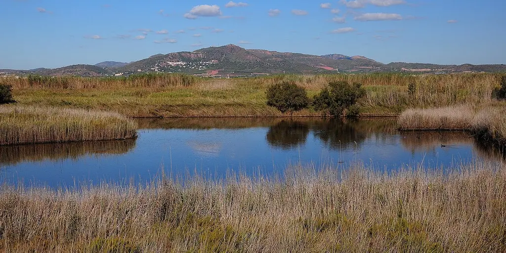 Reeds and open water in the Marjal dels Moros wetland at Puçol